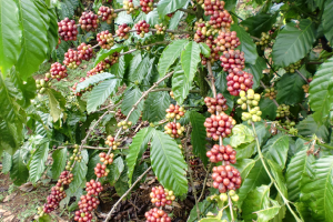 良質なコーヒー豆は、果実が大きく、量も多い